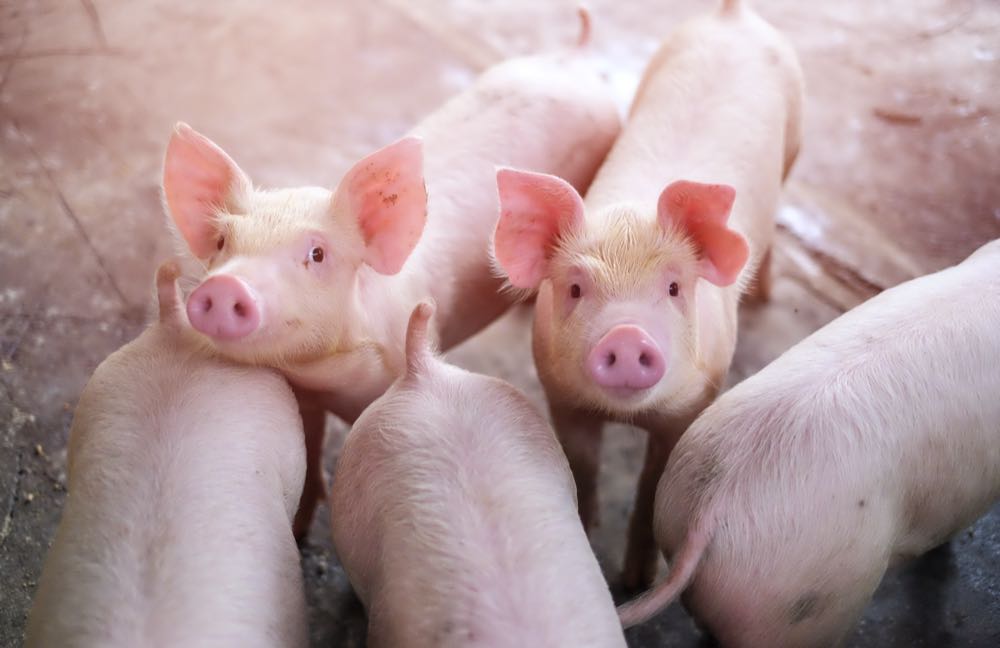 Zahl der schweinehaltenden Betriebe geht weiter zurück