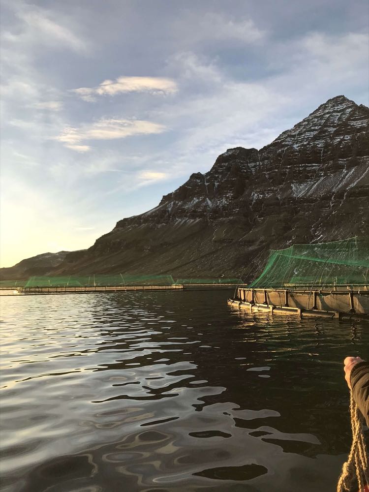 Island: Ice Fish Farm ändert Namen in Kaldvik
