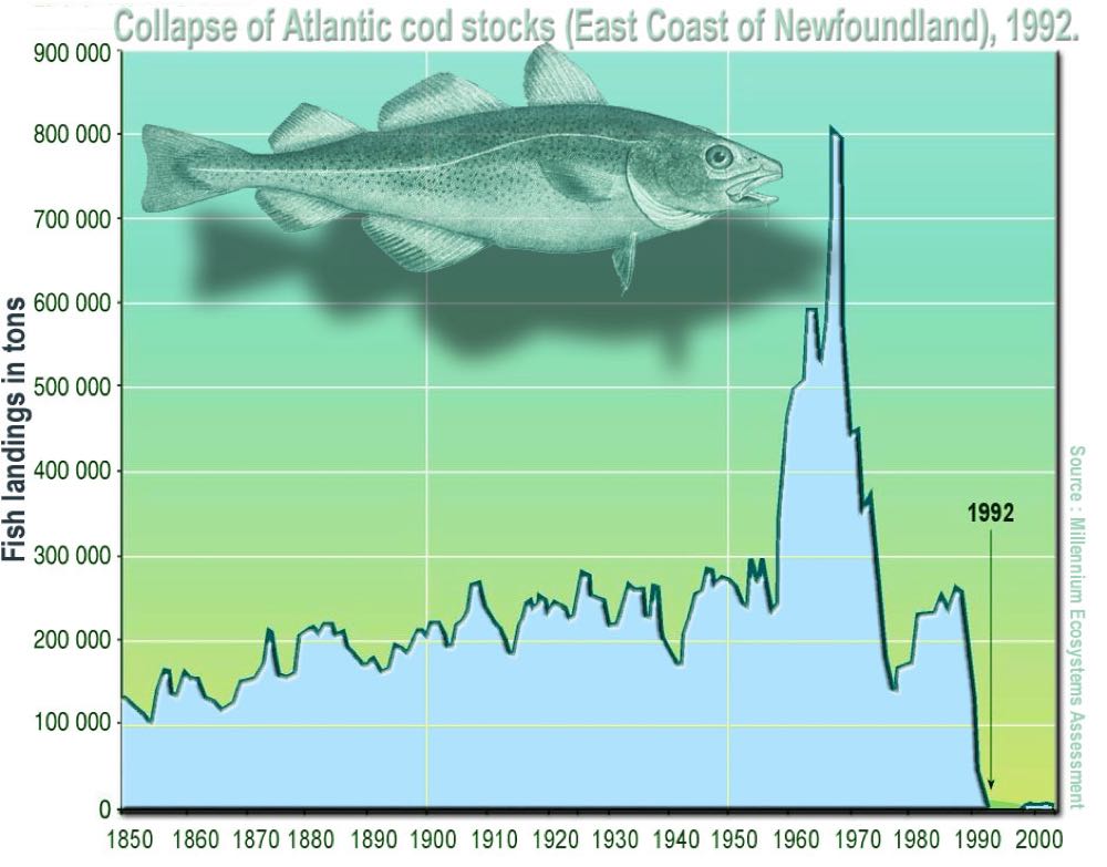 Kanada: Erstmals nach 32 Jahren Kabeljauquote für Offshore-Fischerei