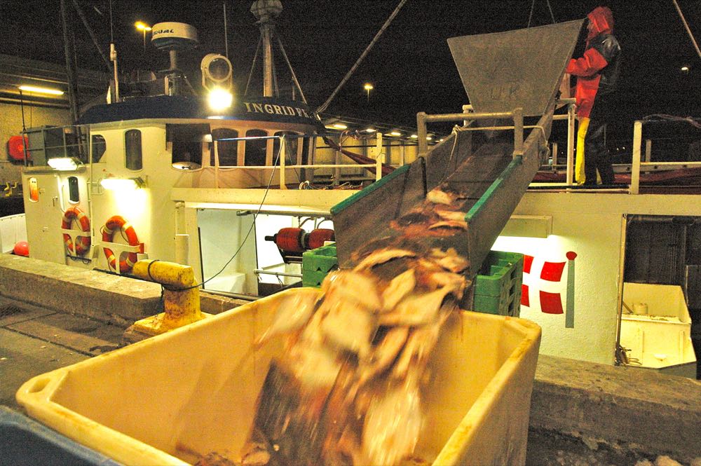 Dänemark: "Frischer Fisch bedeutet mehr Übernachtungsgäste"