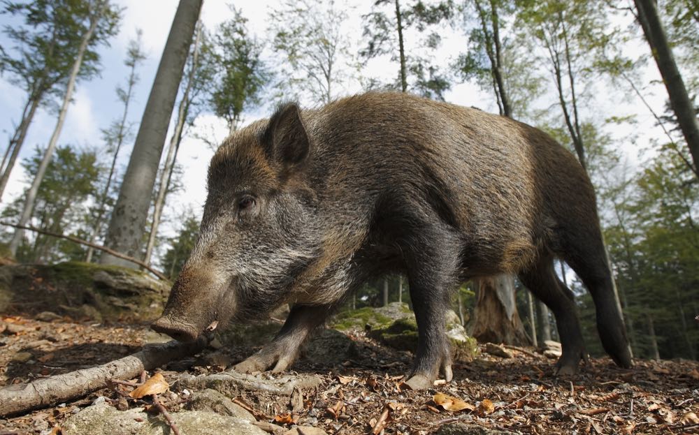 Zentraler Krisenstab berät über Ausbreitung der Afrikanischen Schweinepest