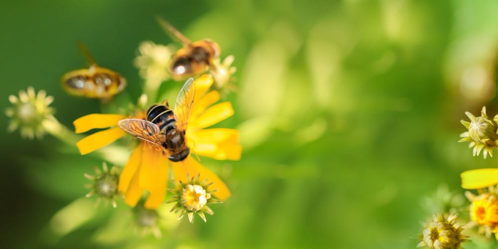 Frosta: Appell zum Schutz von Bio-Diversität