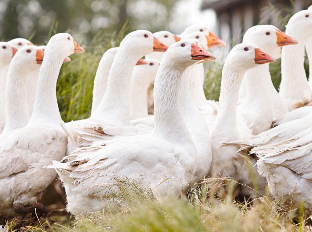 EU-Kommission genehmigt „Dithmarscher Gans“ als neue geschützte geografische Angabe