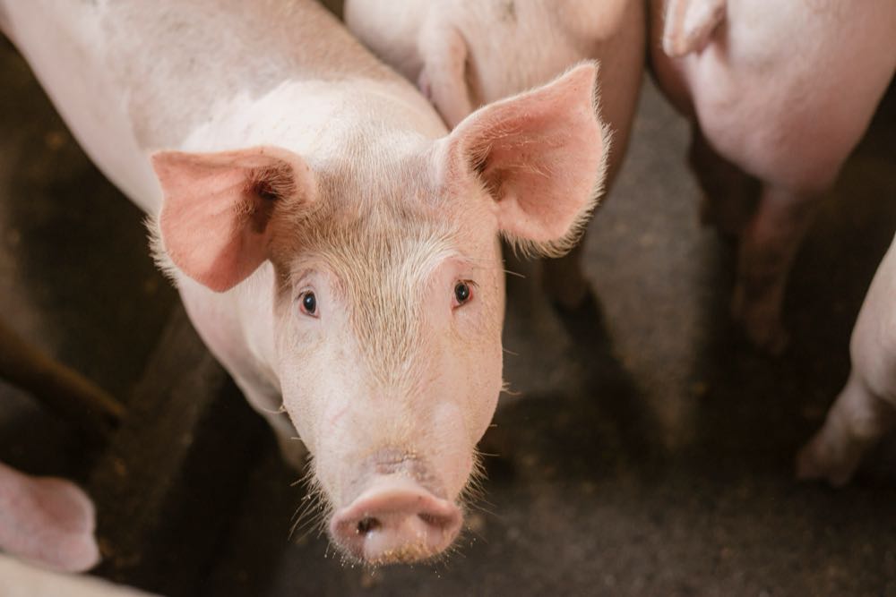 Vion: Erster Einsatz der virtuellen Schweinebrille