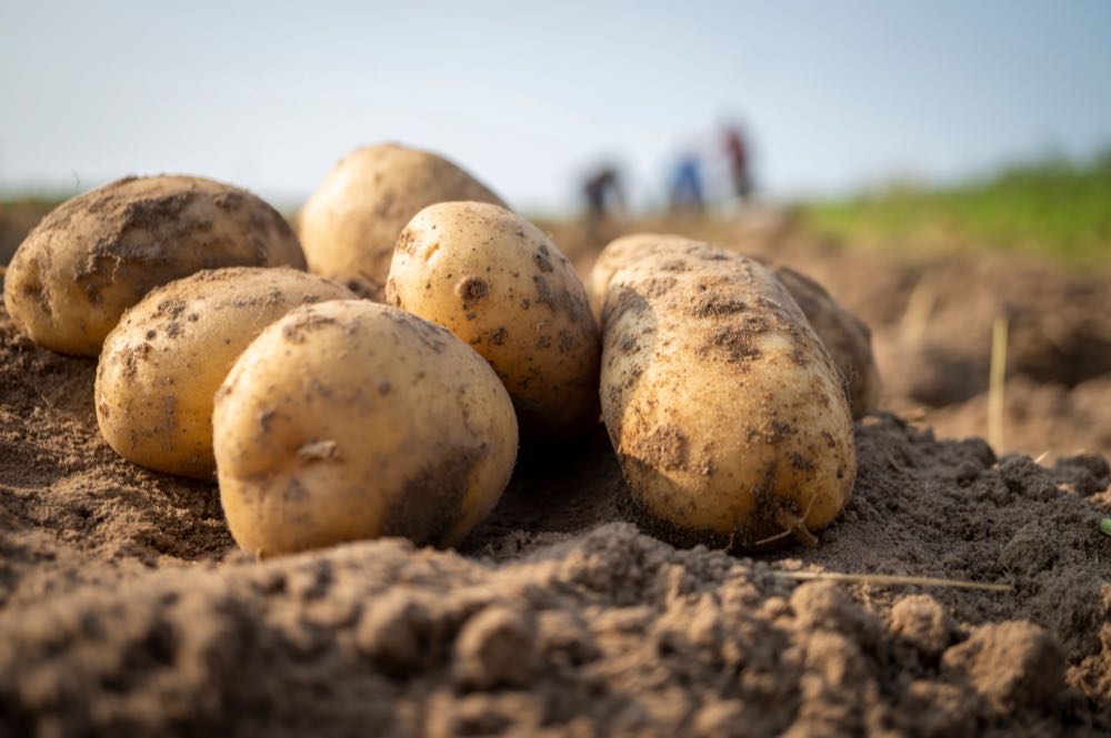 Ernährungsindustrie: Absatzminus im Mai