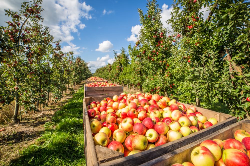 Erntebericht: Klimafolgen mindern Erträge deutlich