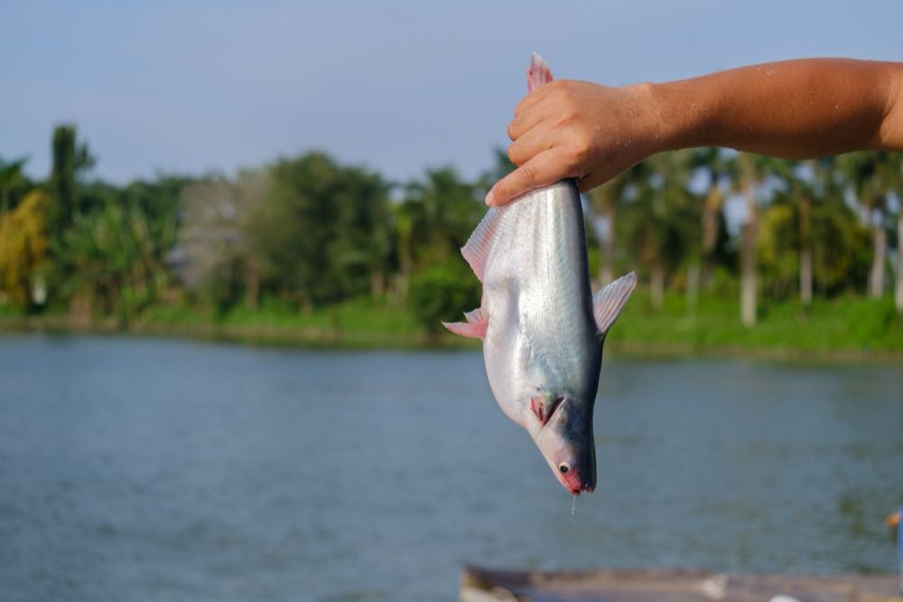 Vietnams Pangasius-Exporte in die EU steigen leicht