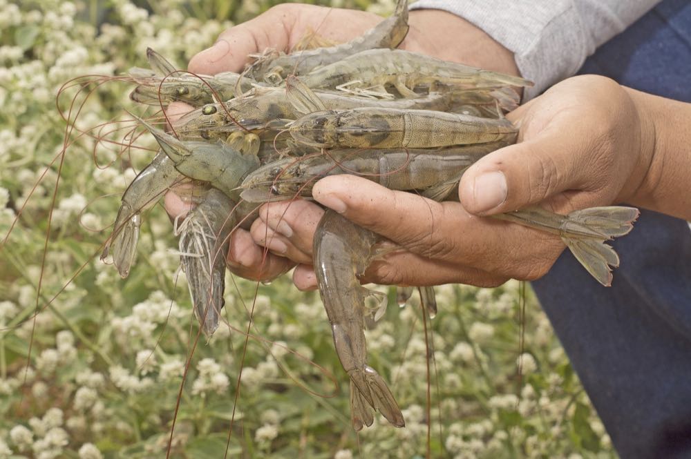 Ecuador: Grupo Almar eröffnet Verarbeitung für 60.000 t Shrimps