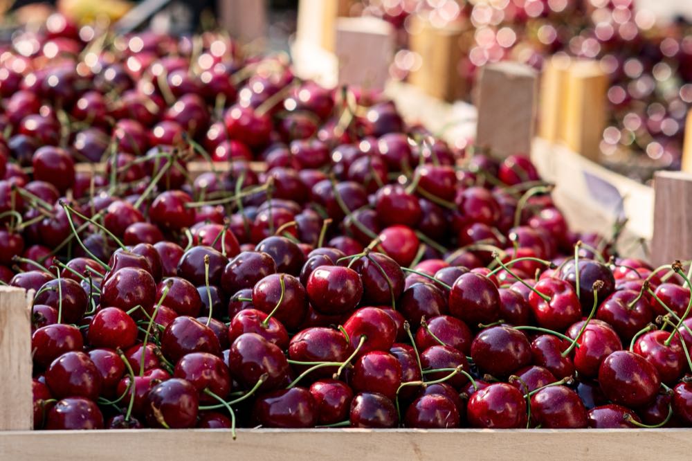 Kirschen: Zweitniedrigste Ernte der vergangenen zehn Jahre