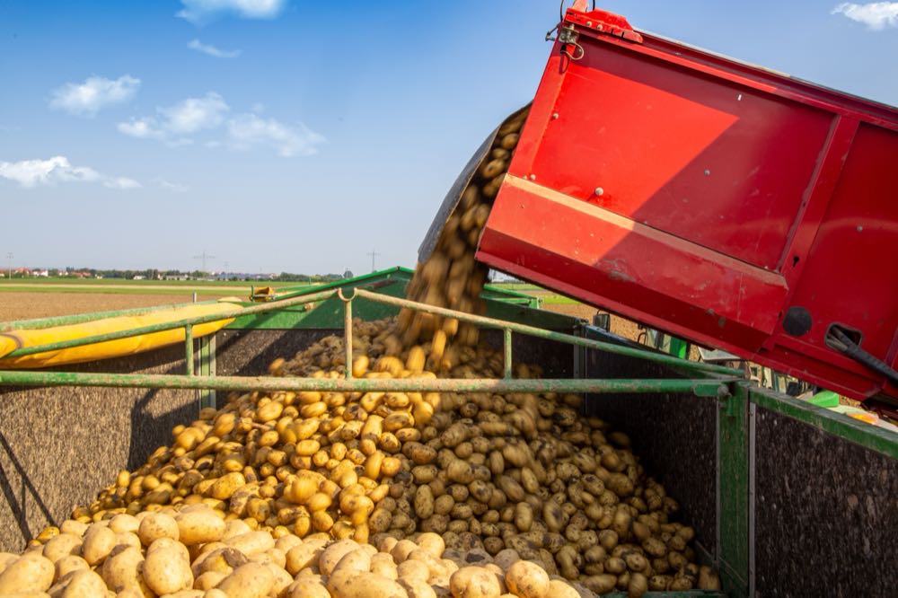 Rekordernte bei Kartoffeln erwartet