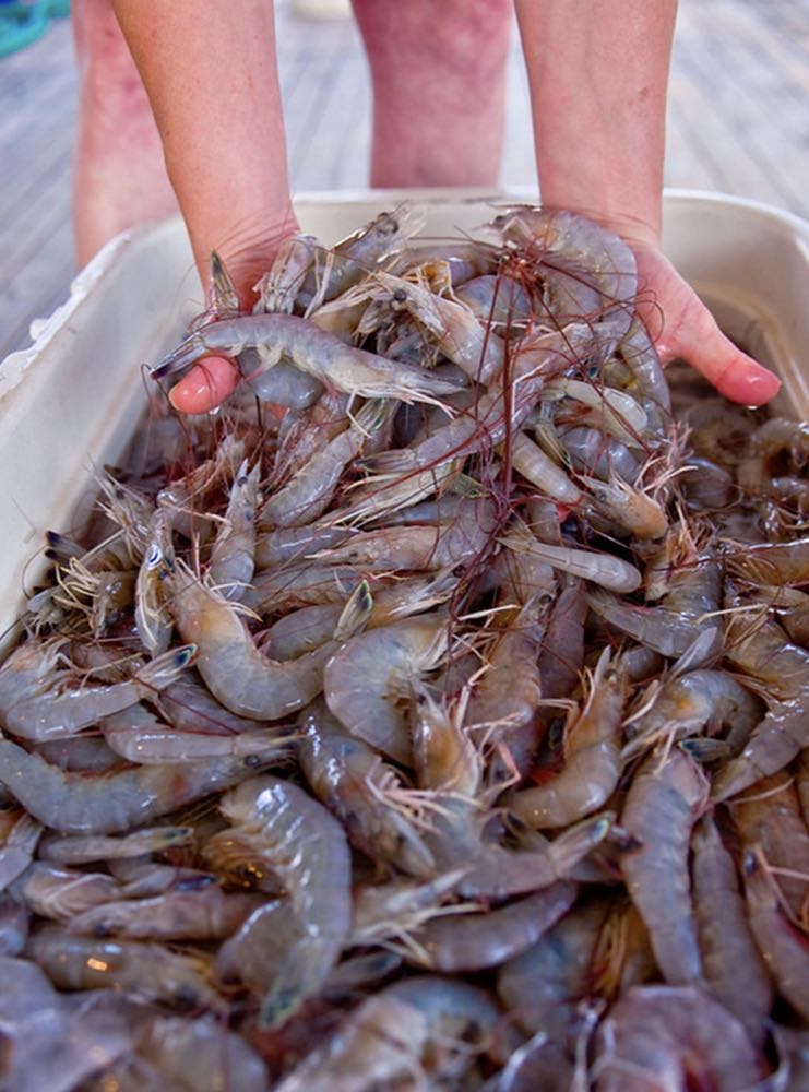 USA: Fast nur Importware bei örtlichem Louisiana Shrimp Festival