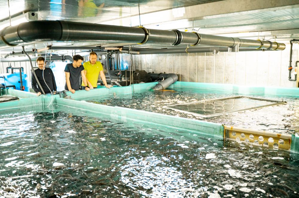 Aachen: Aquaponik für Dorade und Salicorn