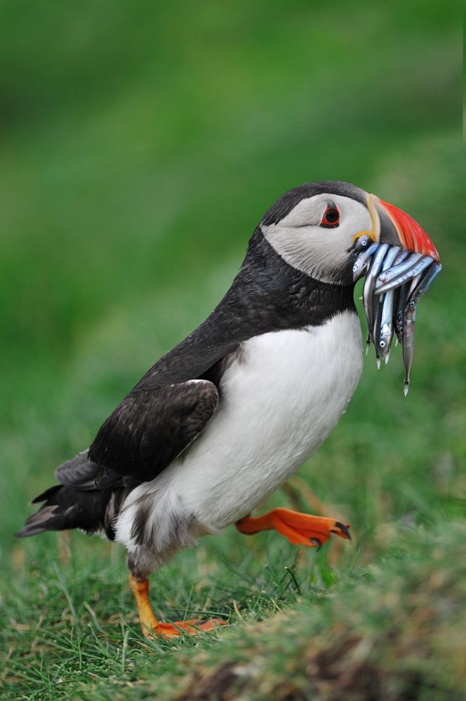 WWF widerspricht MSC-Zertifizierung einer Industrie-Fischerei