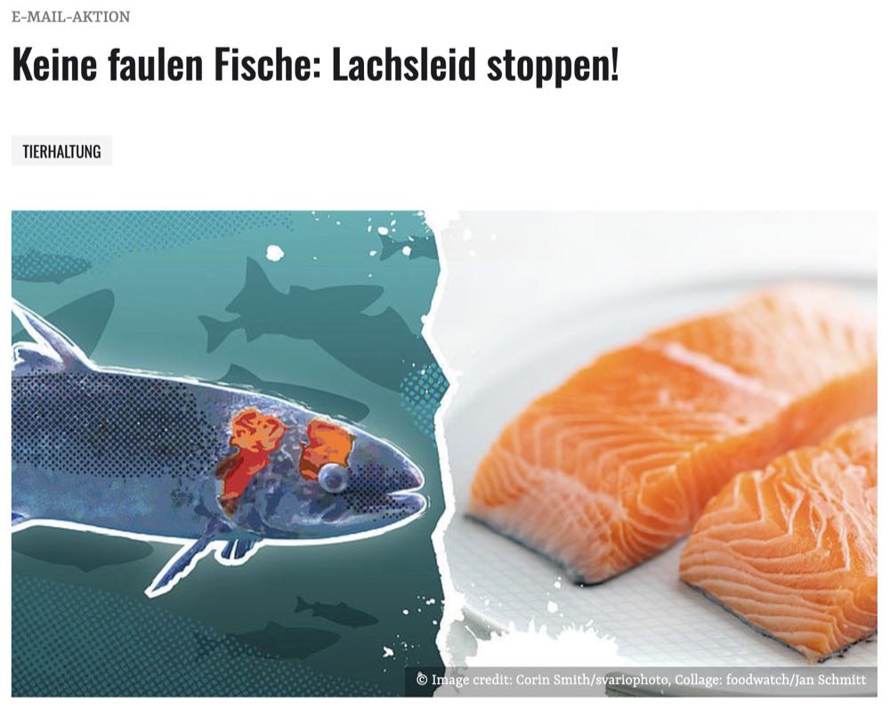 Norweger korrigieren Foodwatch-Darstellung zum Lachs