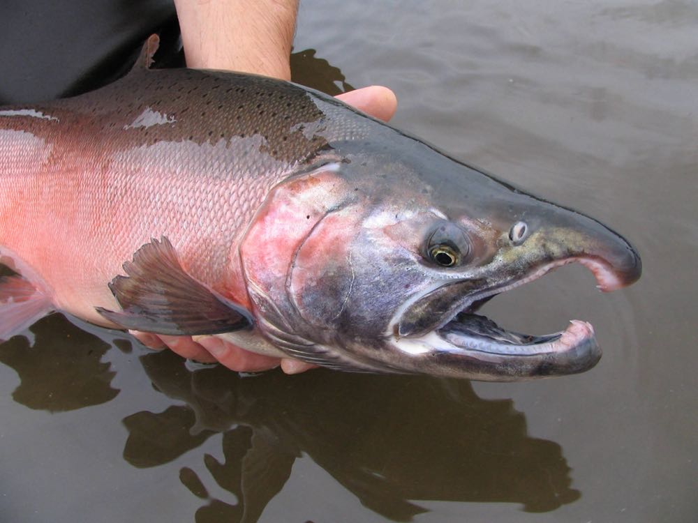 USA: Landgestützte Zucht für Coho schließt