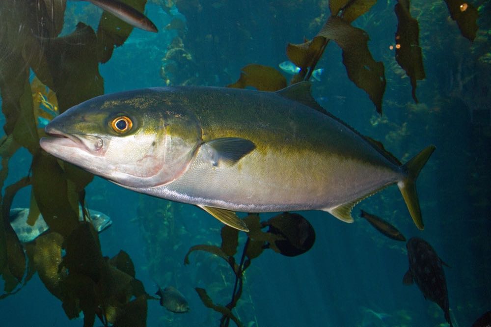 Japan: Nissui baut Weißfischzucht aus – auch für Europa