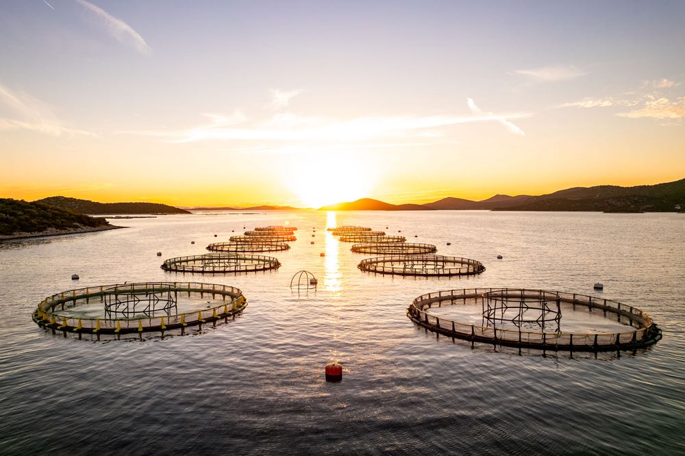 Norwegen: Höhere Quellensteuer auf ASC-zertifizierten Lachs