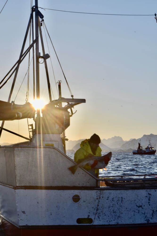 Skrei: Norwegens langfristiges Marketing-Invest zahlt sich aus