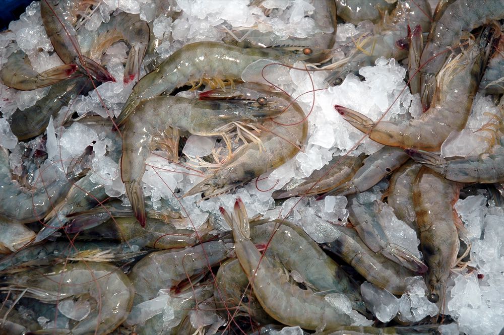 Großbritannien: Waitrose will keine Shrimps aus Eisschlamm-Tötung mehr