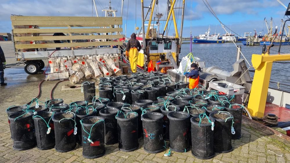 Niederlande: Tests zu passiver Fischerei auf Nordseekrabben