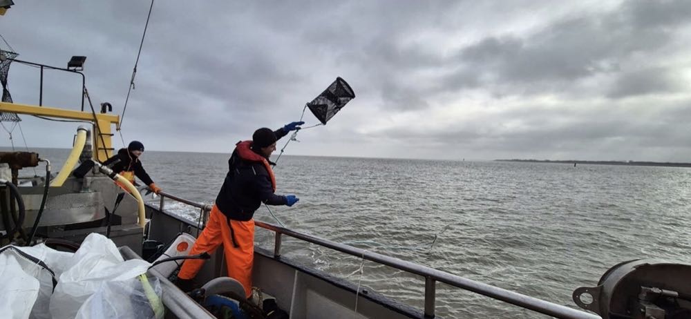 Niederlande: Tests zu passiver Fischerei auf Nordseekrabben